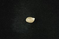 藏品(小椎實螺)的圖片